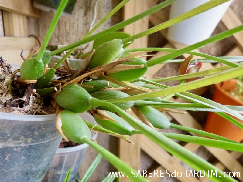 Orquídea Coco (Maxillaria Tenuifolia)