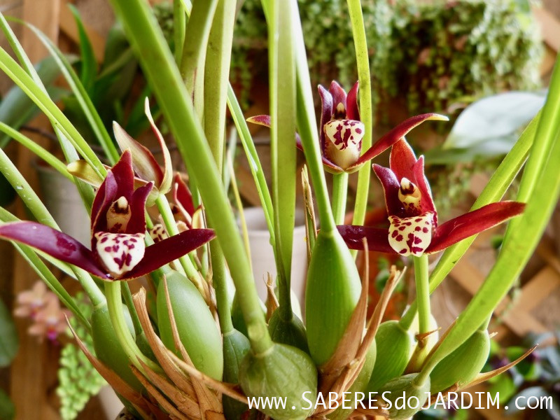 Orquídea Coco (Maxillaria Tenuifolia)