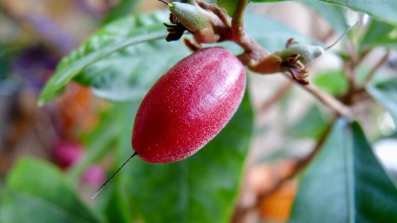 Fruta do Milagre (synsepalum dulcificum) – O Adoçante Natural
